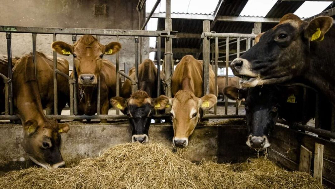 eu.-rules-will-force-dutch-to-ban-livestock-farming