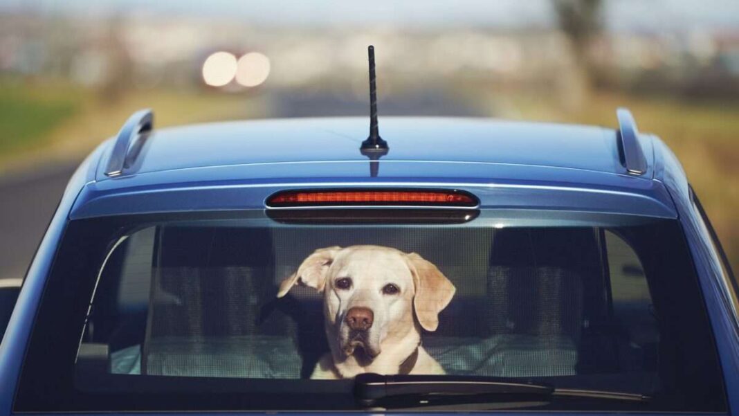 bad-new-idea-from-florida:-ban-dogs-from-sticking-their-heads-out-of-car-windows