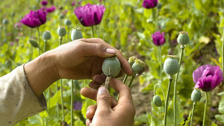 world’s-new-top-opium-producer-revealed