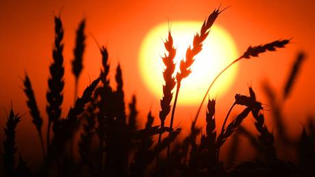 eu-state-ramps-up-purchases-of-russian-grain